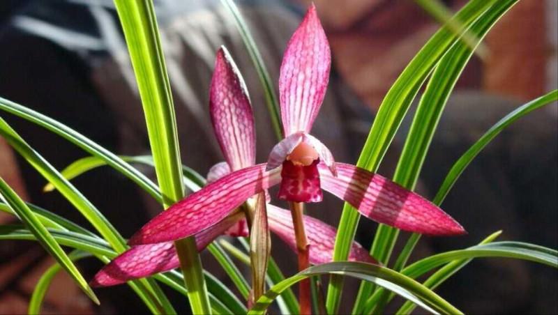 彭州市丽春镇丽景兰花产业园,彭州市丽春镇逸菲兰花种植场