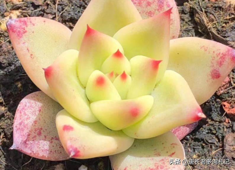 多肉万宝路状态图 (多肉万宝路)