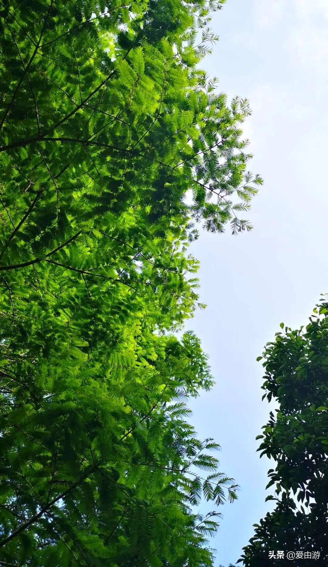 疫情后旅行新玩法,“州”游之衢州四天三夜