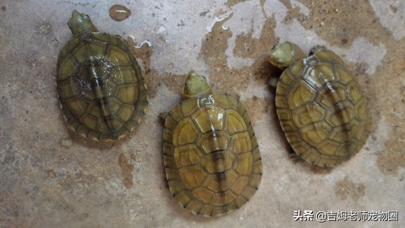 龟友都是怎么养乌龟的,新手怎么养黄喉龟