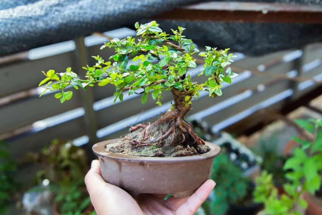 雀梅的习性,雀梅怎样认识