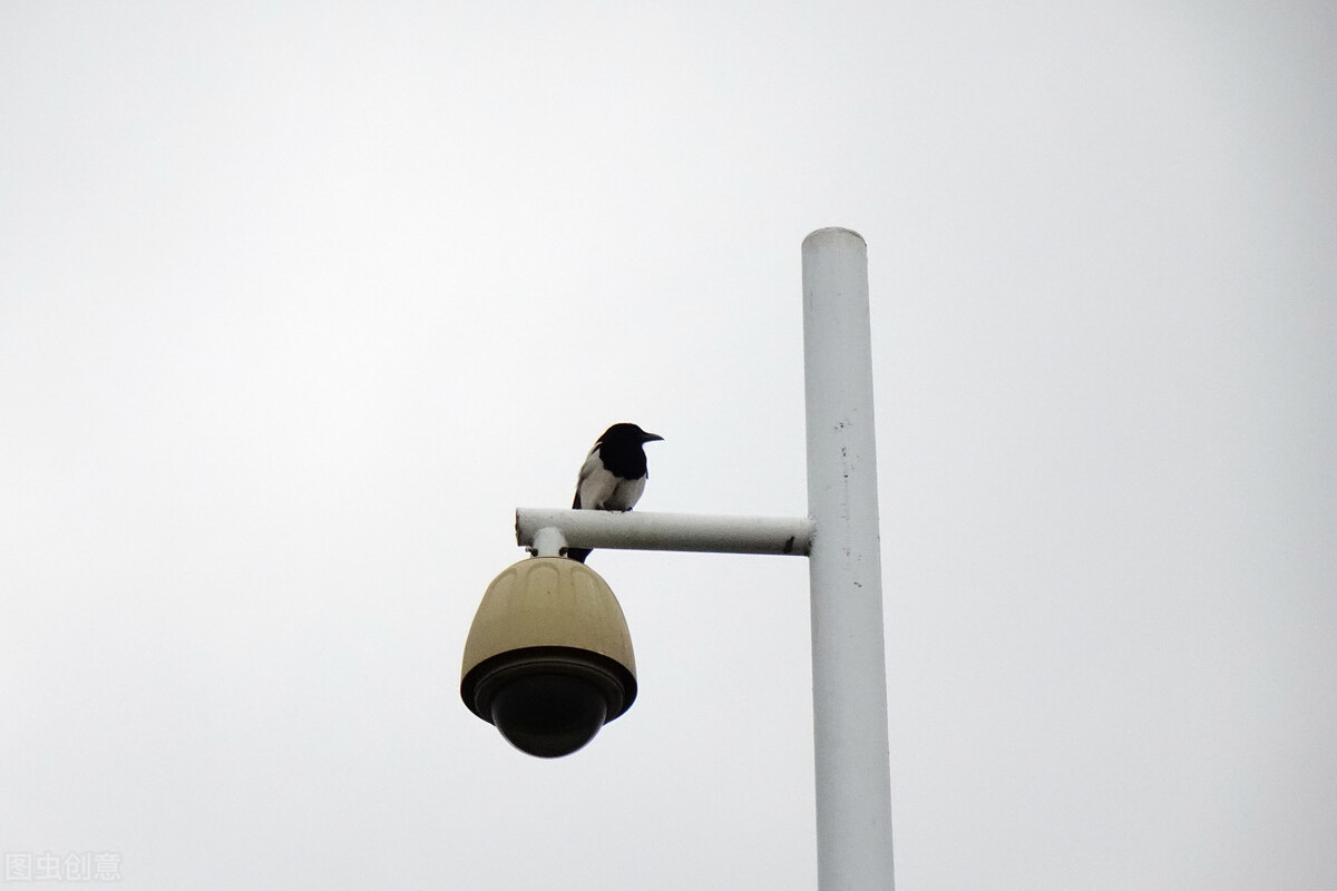 宋戈简历,宋戈简介