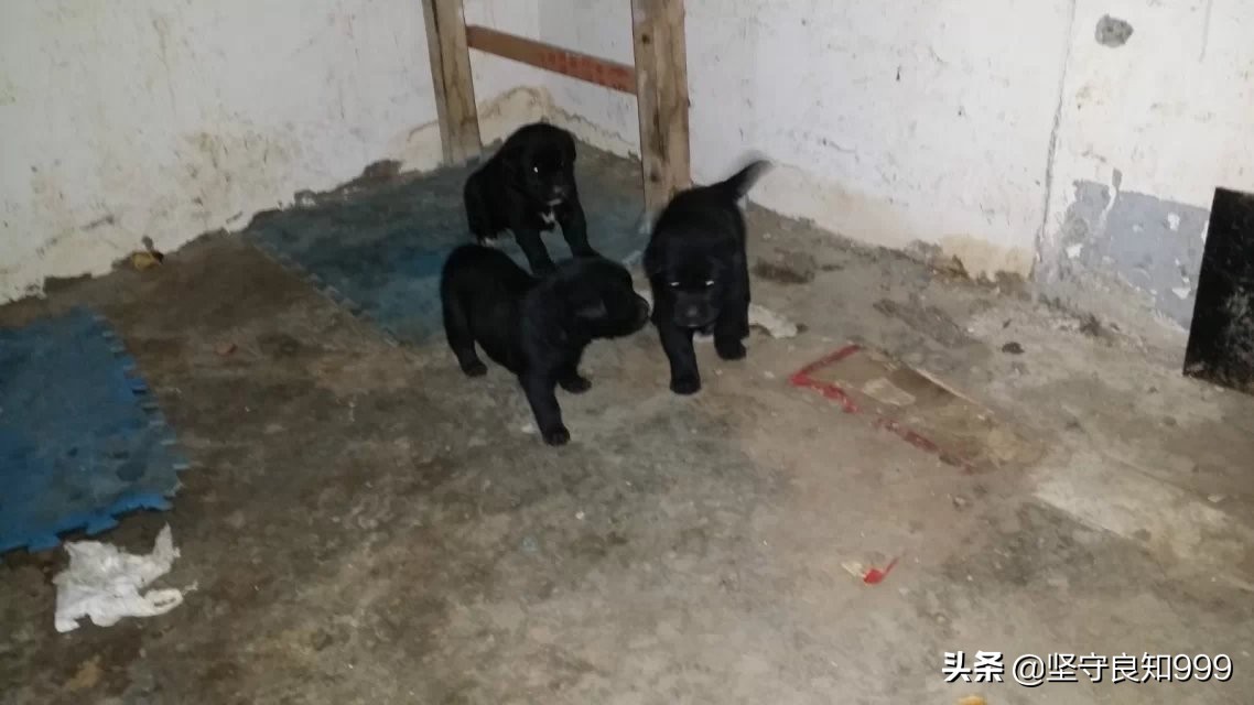 被遗弃的狗母子,被丢弃的母狗