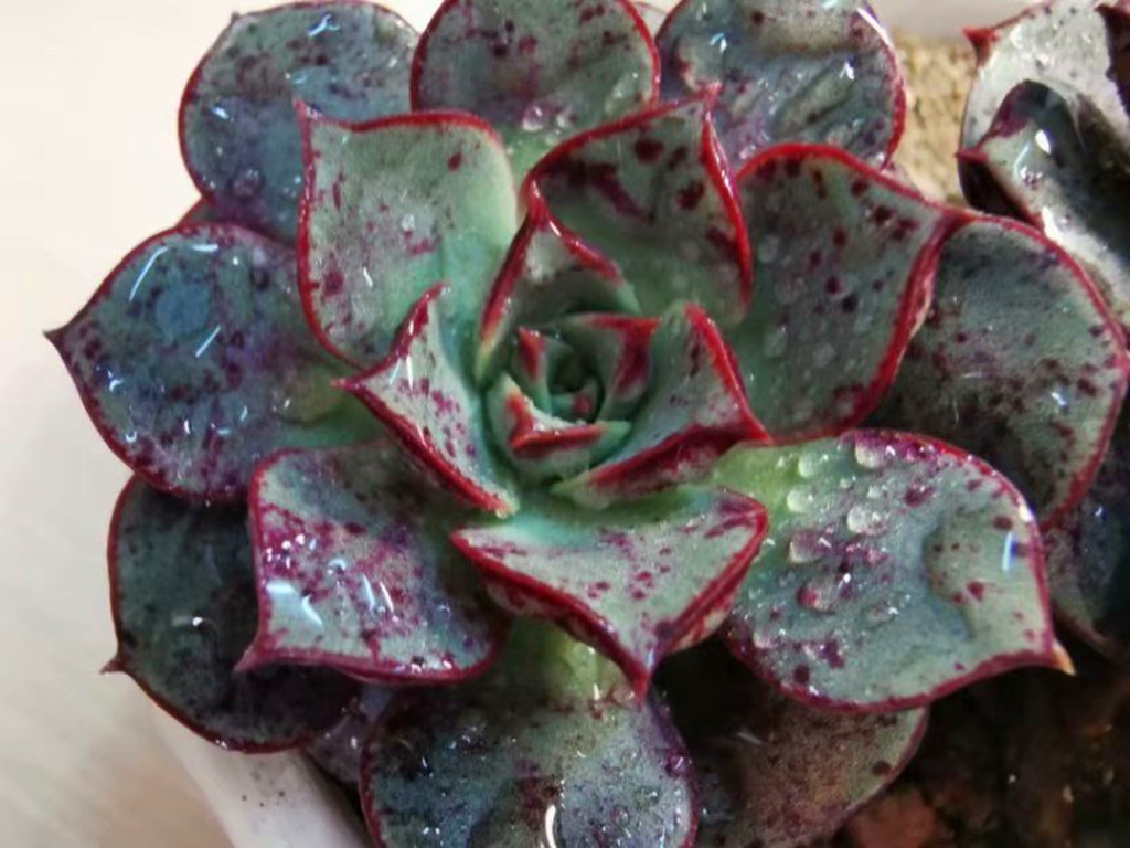 圆叶西蕾莉蝴蝶兰,圆叶罗西玛状态图