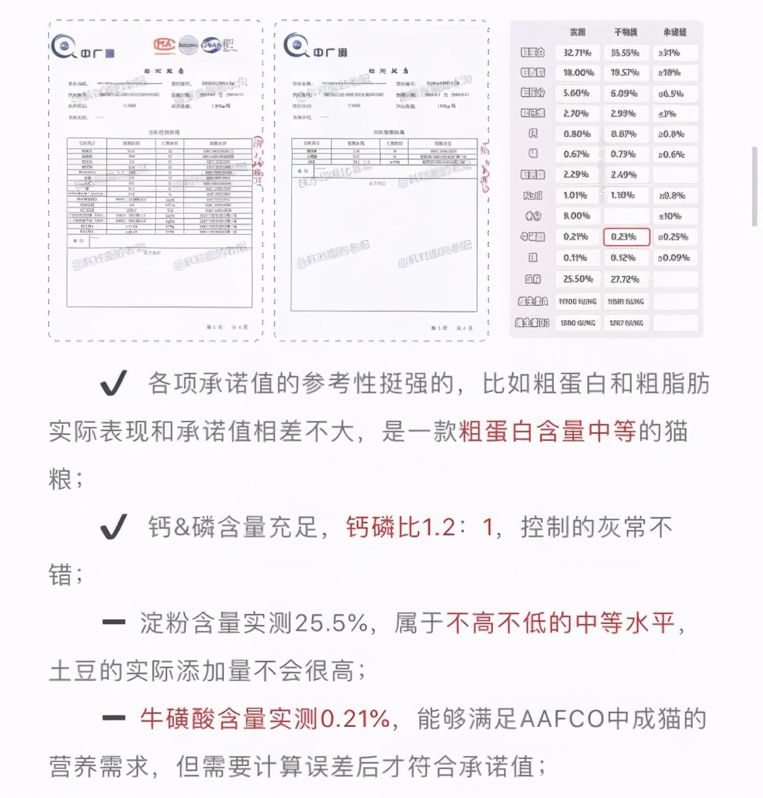 本以为养猫是为了不孤单,以为单身就可以自由