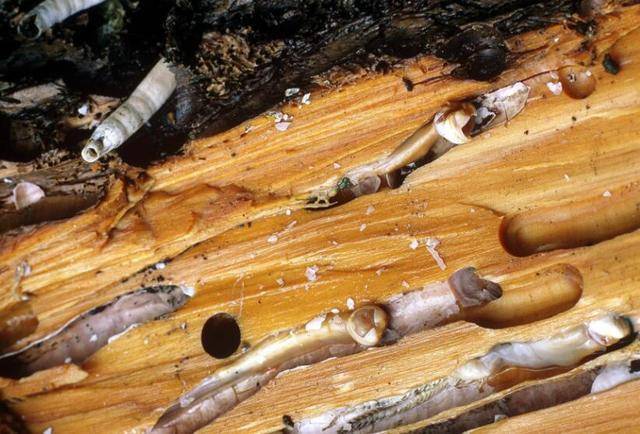 不经意间便能颠覆海洋战争的局势，船蛆小小身体却有大能量