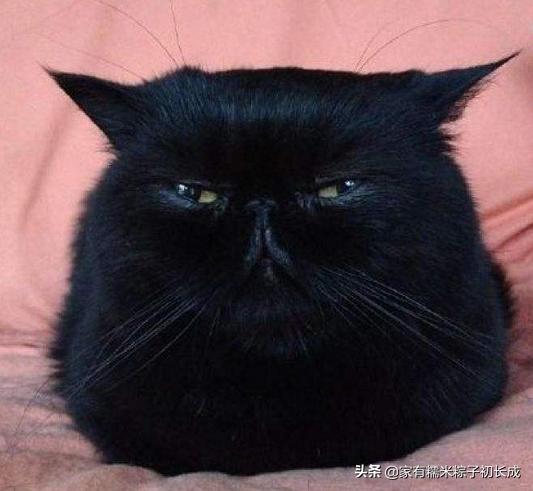 猫咪之间交流不会喵喵叫,猫咪是如何和别的猫说话的