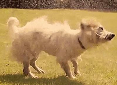 养狗的10个基本常识,养狗这50条小知识主人们都知道吗