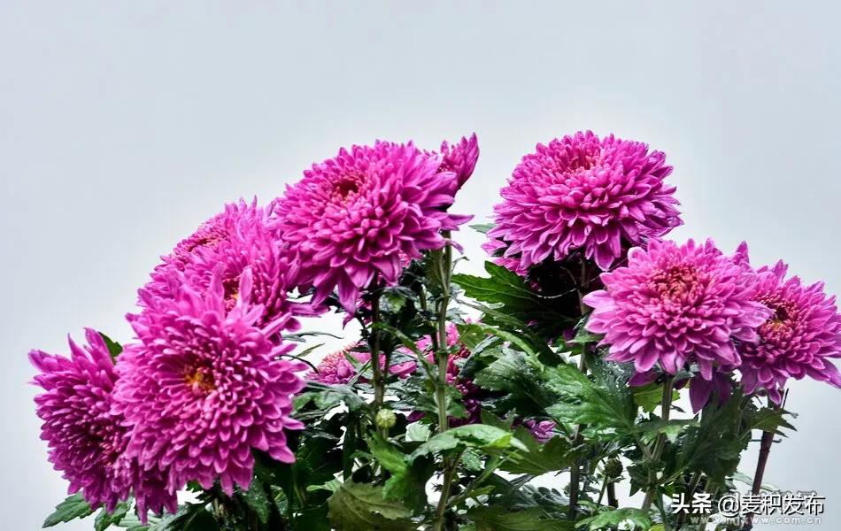 马跑泉公园有菊花展吗,庆祝菊花