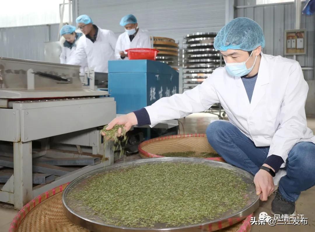 侗乡赶制早春茶,春茶上市喝真茶还是套路