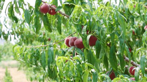 桃子采摘园十堰,十堰摘桃好去处