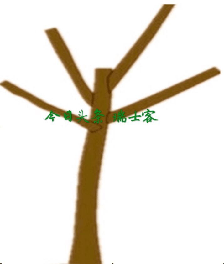 菠萝蜜多年不结果,多年枇杷树不结果