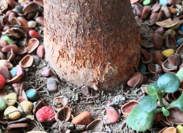 发财树头主干腐烂的救治方法视频,高大发财树主干腐烂怎么补救方法