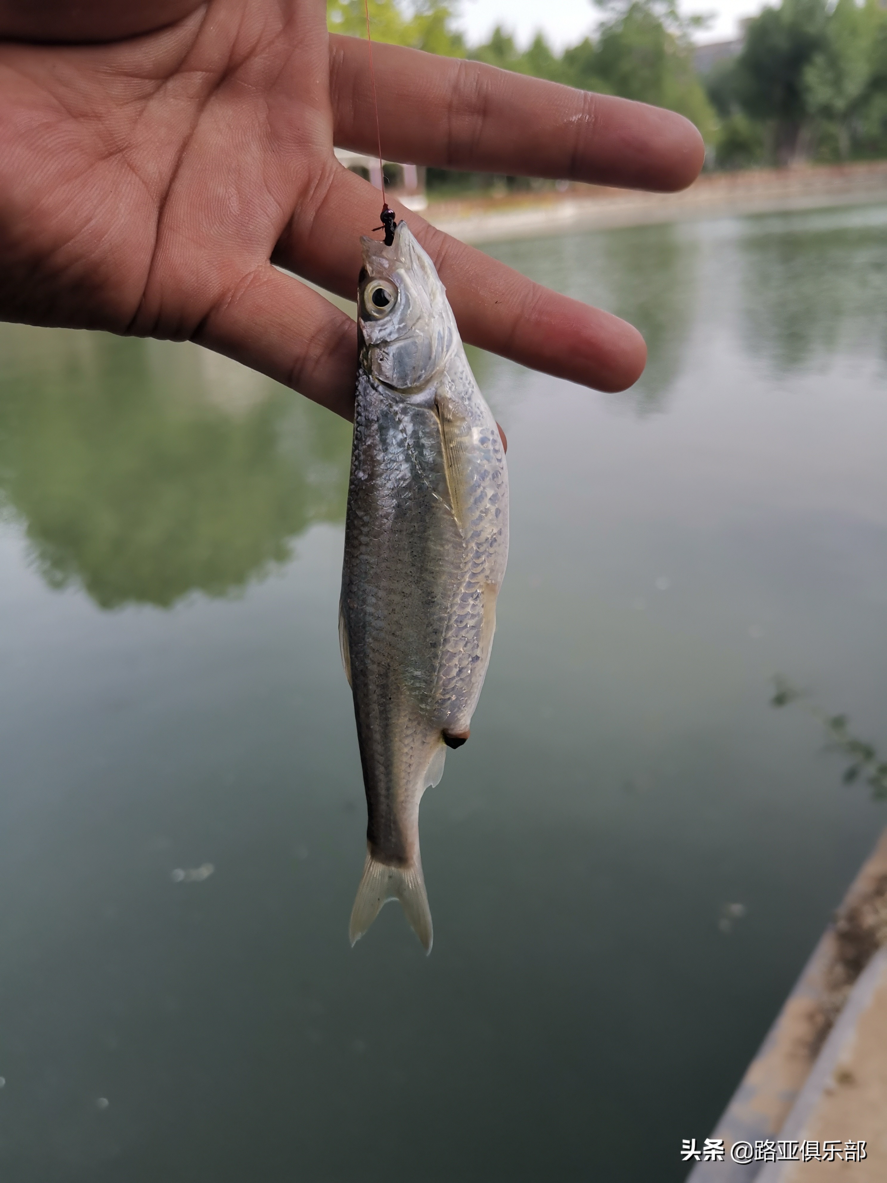 瓜子亮片加飞蝇如何钓白条,路亚瓜子亮片实战操作