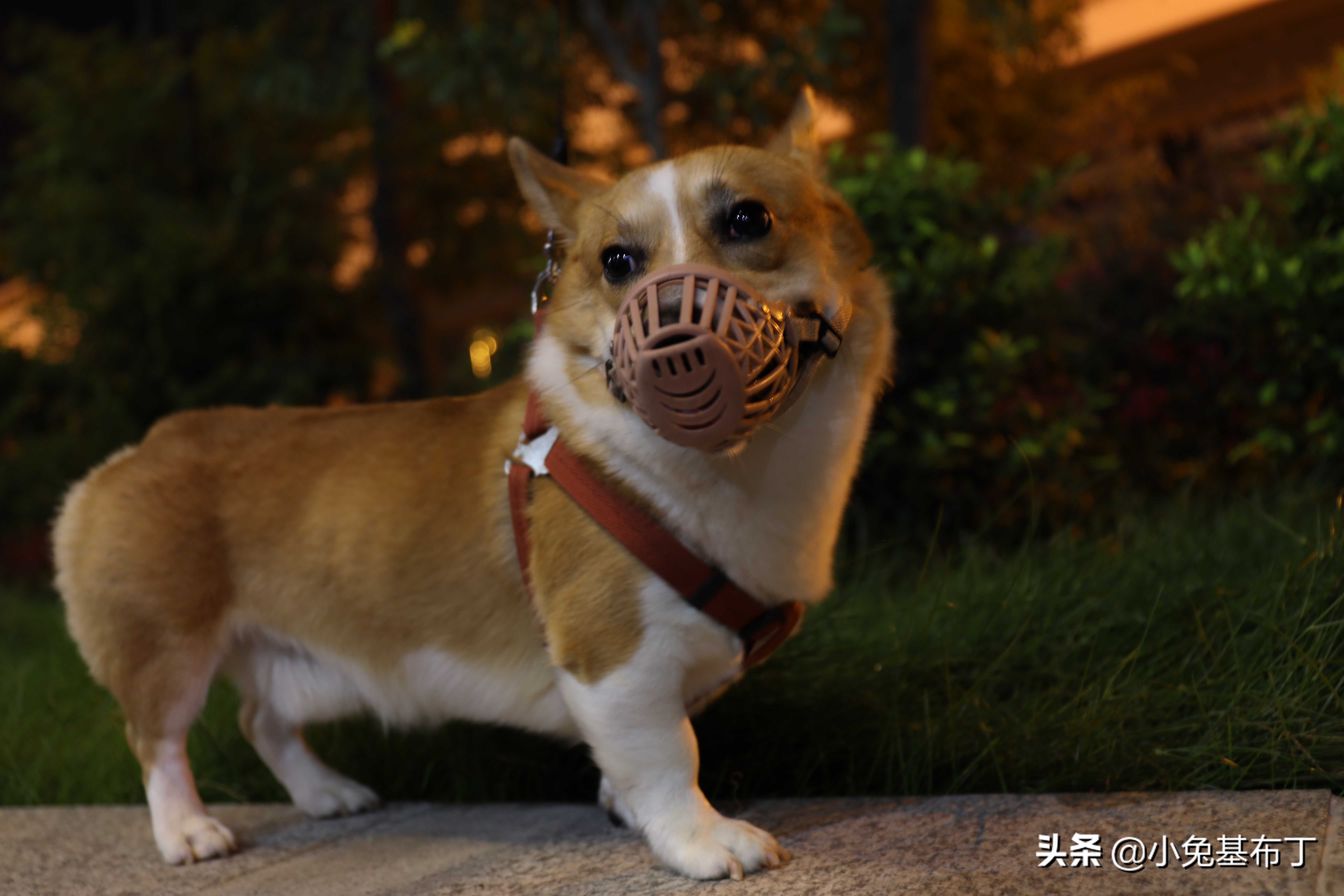 狗狗挑食每天吃一点点狗粮怎么办,狗狗老是不喝水怎么办