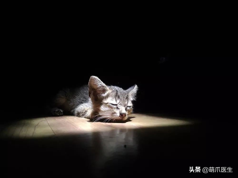 给猫打针结果猫生气了,给猫打针打疼了不开心了