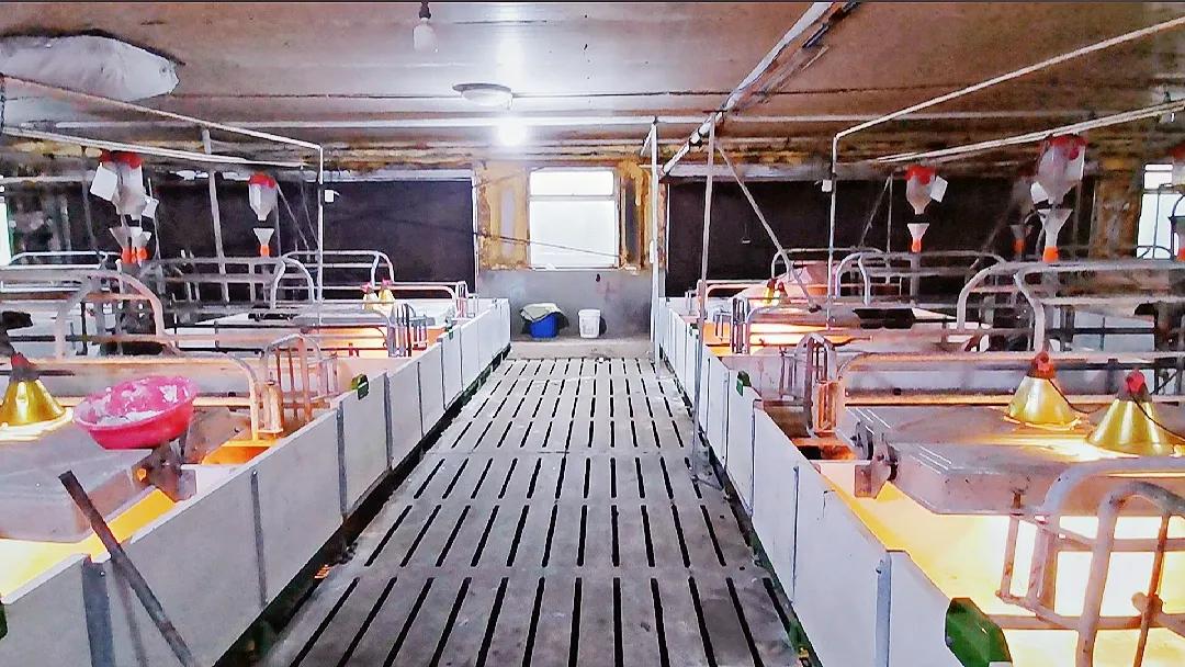 母猪产前能打氯前列烯醇吗,母猪催产氯前列烯醇用几毫升