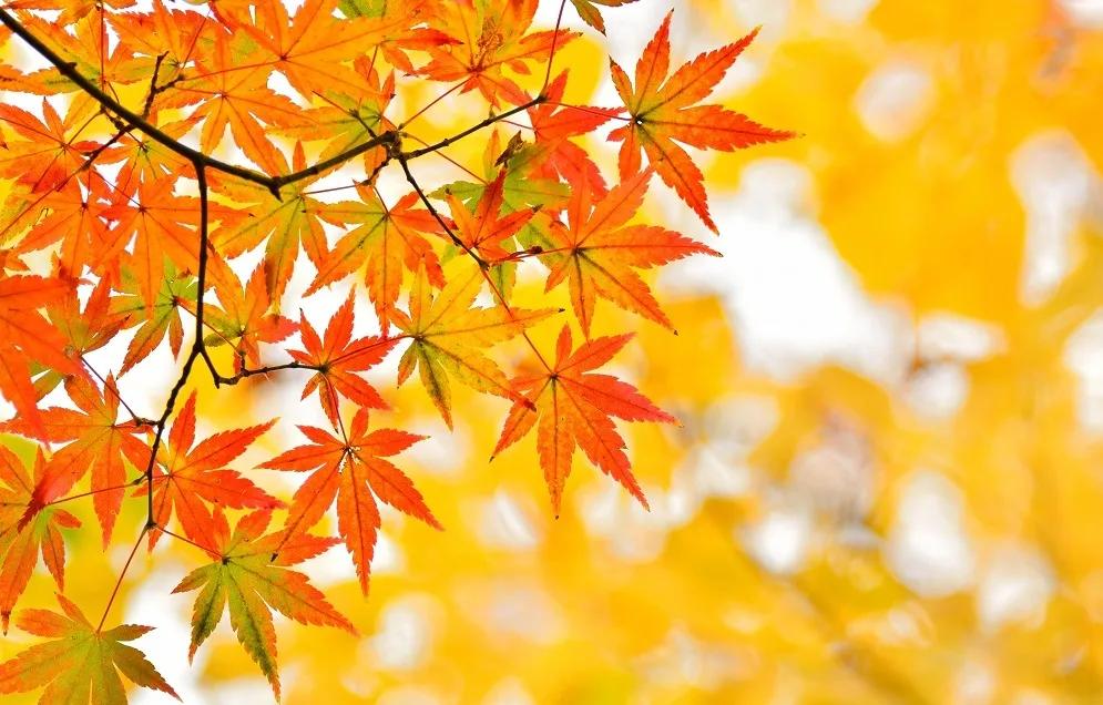 日语中和“春天”有关的词汇，也太有意境了