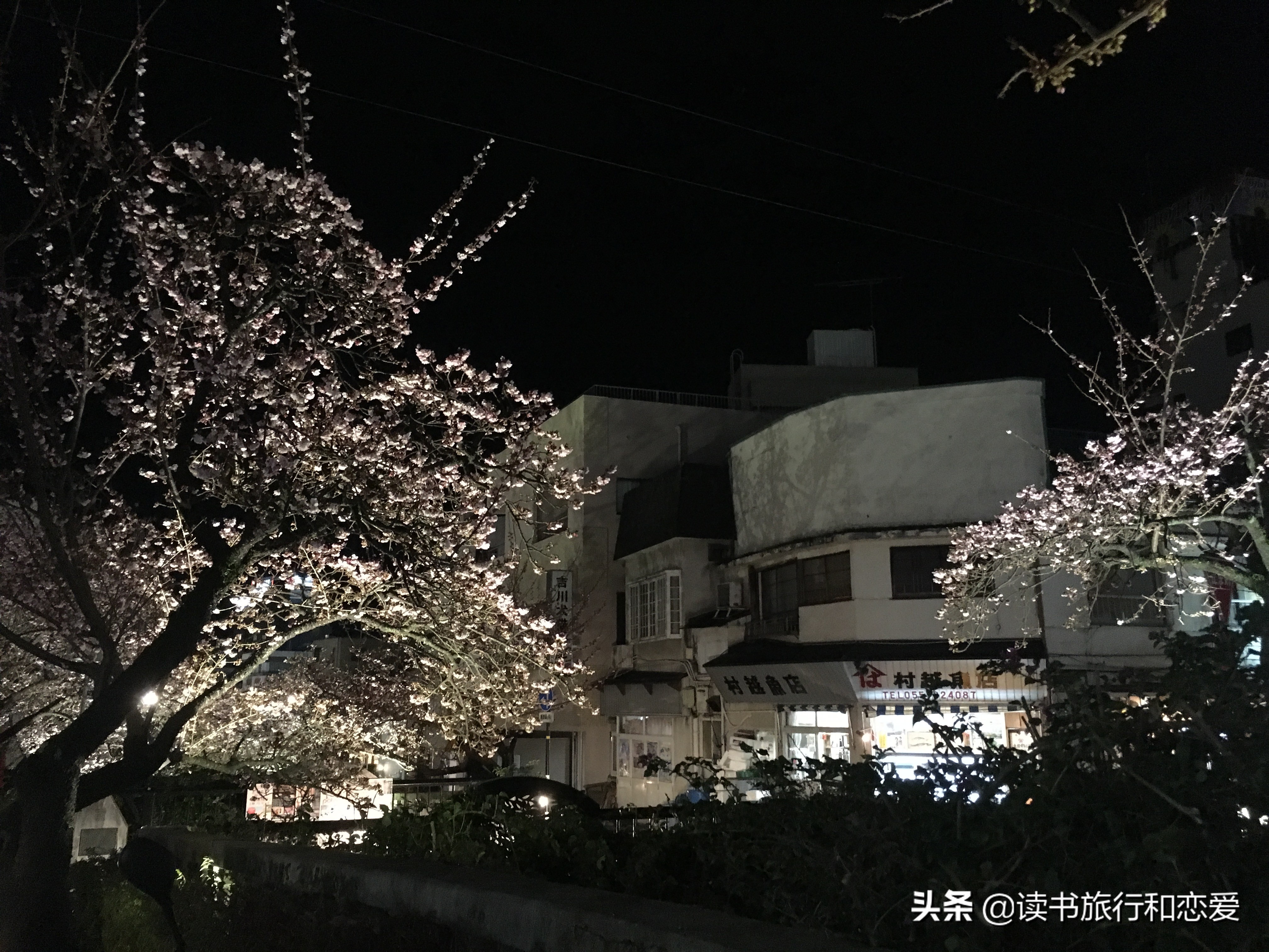 日本樱花旅游回忆,日本热海旅游视频