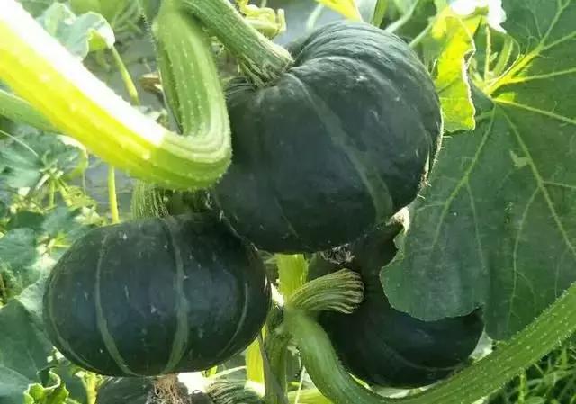 贝贝南瓜和金丝南瓜的区别,板栗南瓜和贝贝南瓜哪个贵