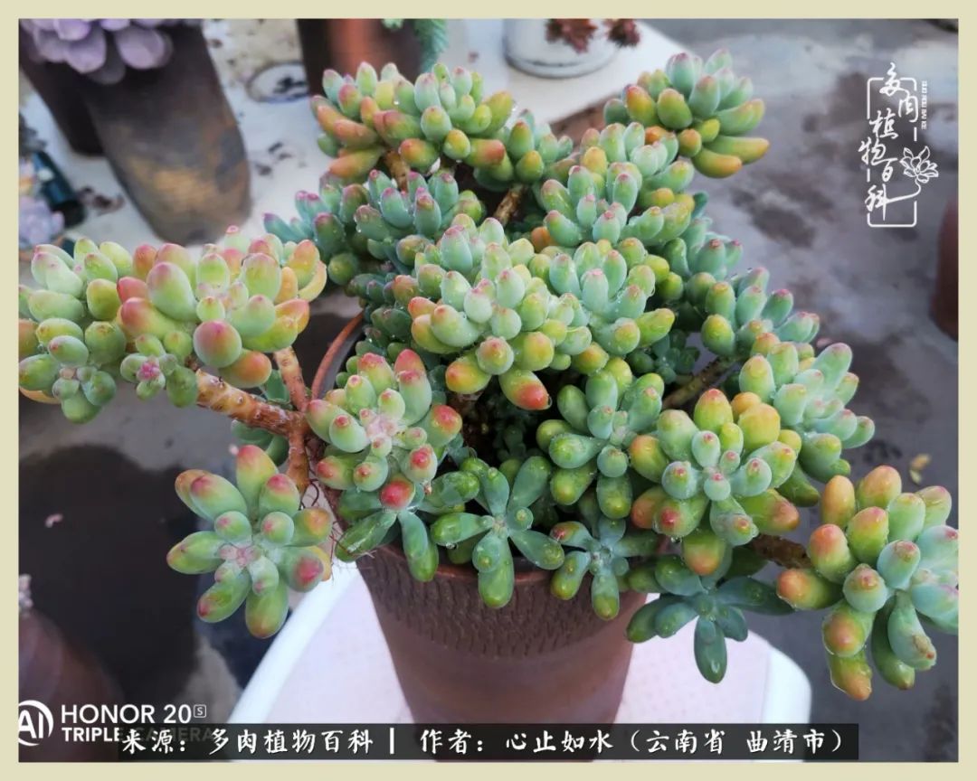 感谢陪伴感恩所有的遇见,让每个人都能感受到多肉的美好