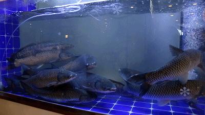 在“卡通乐园”吃“瘦瘦鱼”，一份大过脸盆，居然不到50元