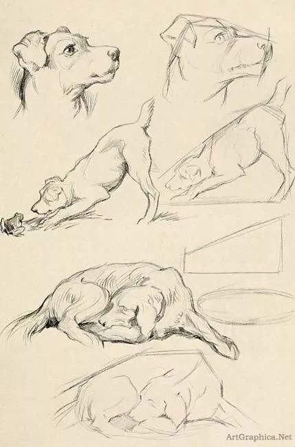 素描动物最全的收集,精微素描动物临摹高清大图