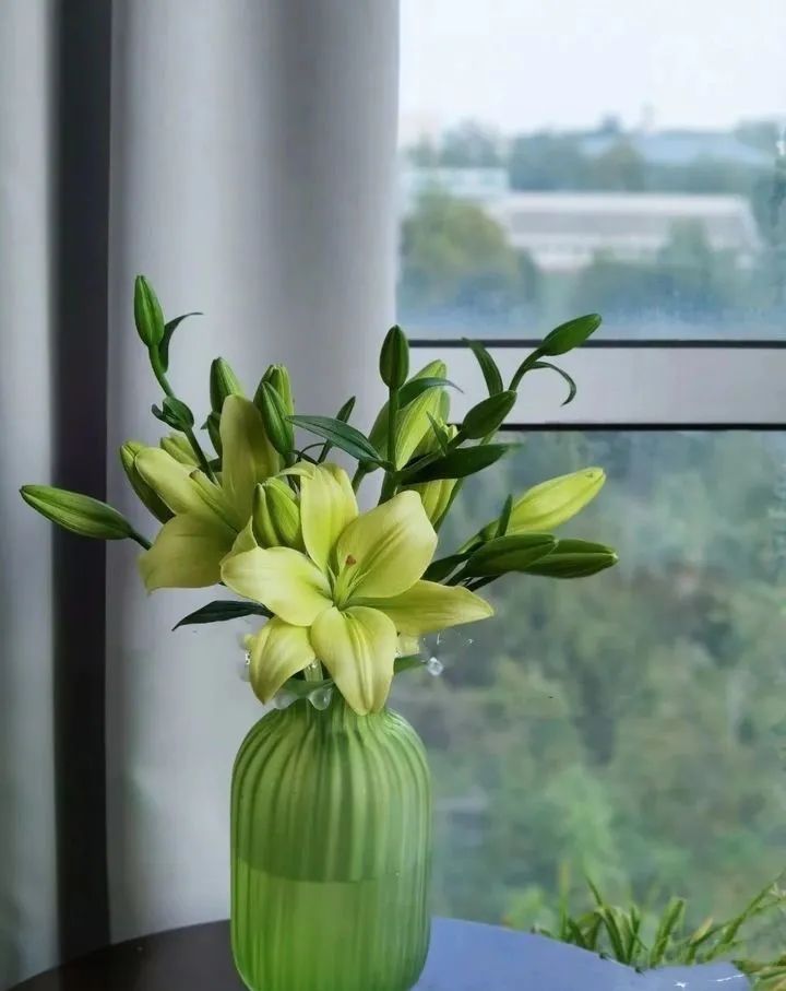 秋日赏花,百合必须要拥有姓名