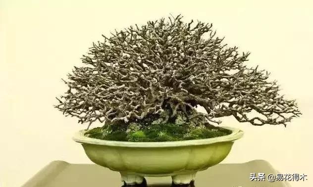 日本海棠的养殖方法,日本海棠花卉习性