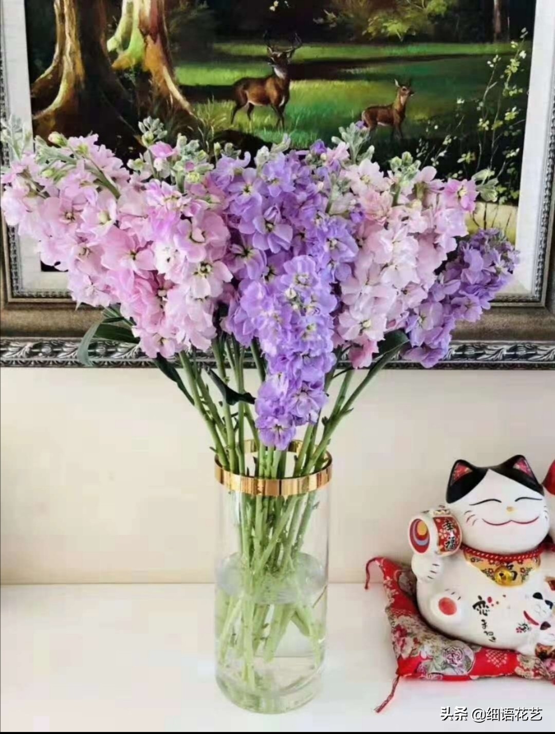 紫罗兰为什么是最尊贵的,拿破仑最喜欢的紫罗兰花