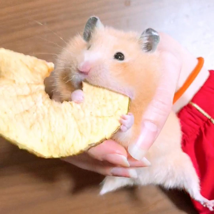 仓鼠的发情期怎么配对,仓鼠发情主人帮忙