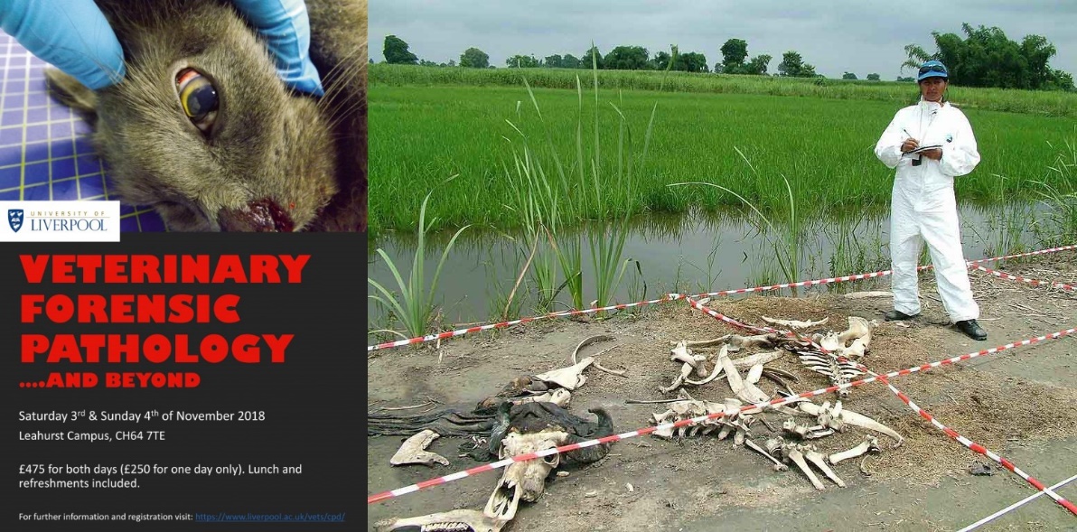 姹夌畝鐢ㄧ瑪娣卞害鍒嗘瀽,姹夌畝鐢查鏂囩殑鏂囧瓧瑙ｆ瀽