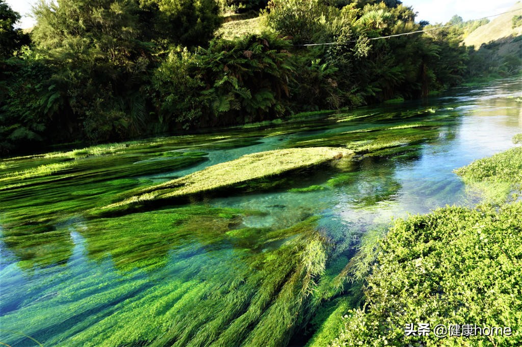 新西兰霍比特人村攻略,新西兰霍比特蓝泉一日游
