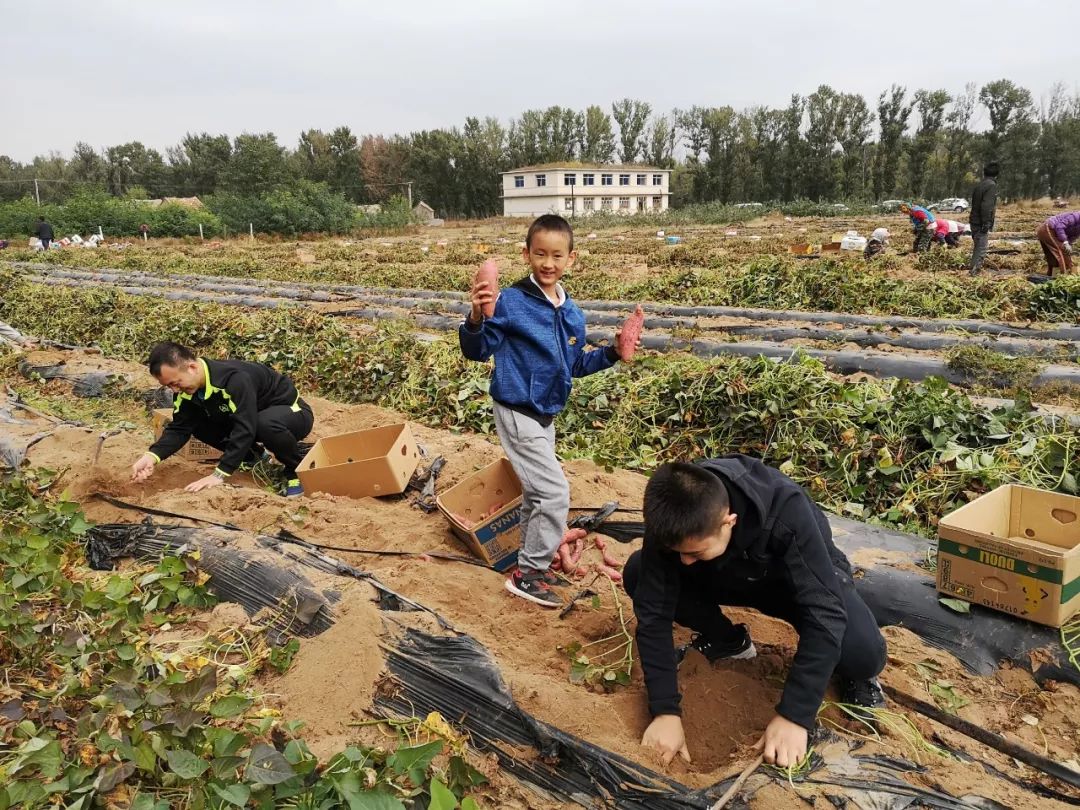 瓦房店地瓜价格,瓦房店地瓜几月份成熟