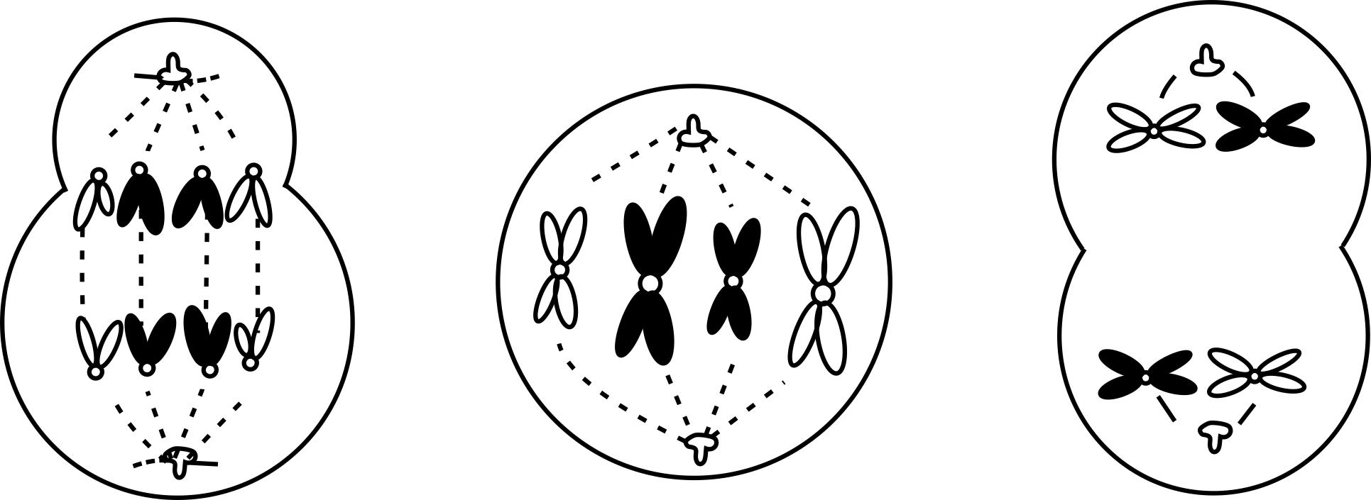 生物期中考选择题必考知识点,2017年生物期中考试题