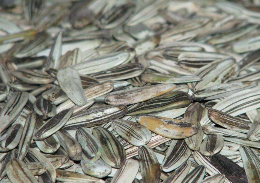 瓜子为什么说原味的好,原味的瓜子有添加剂吗