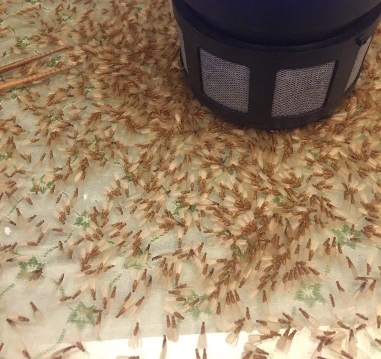 下雨天很多飞蚁是什么蚁,雨后飞蚁怎么来的