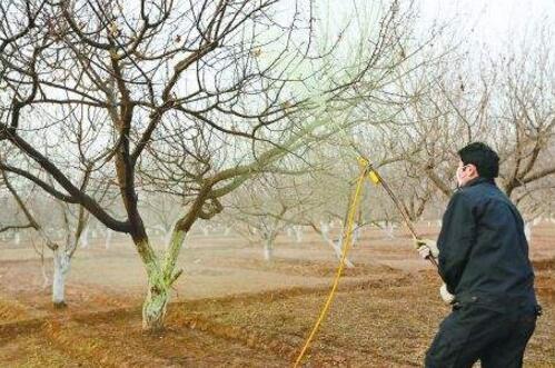 果园有虫有什么消灭,有哪些果树要修剪
