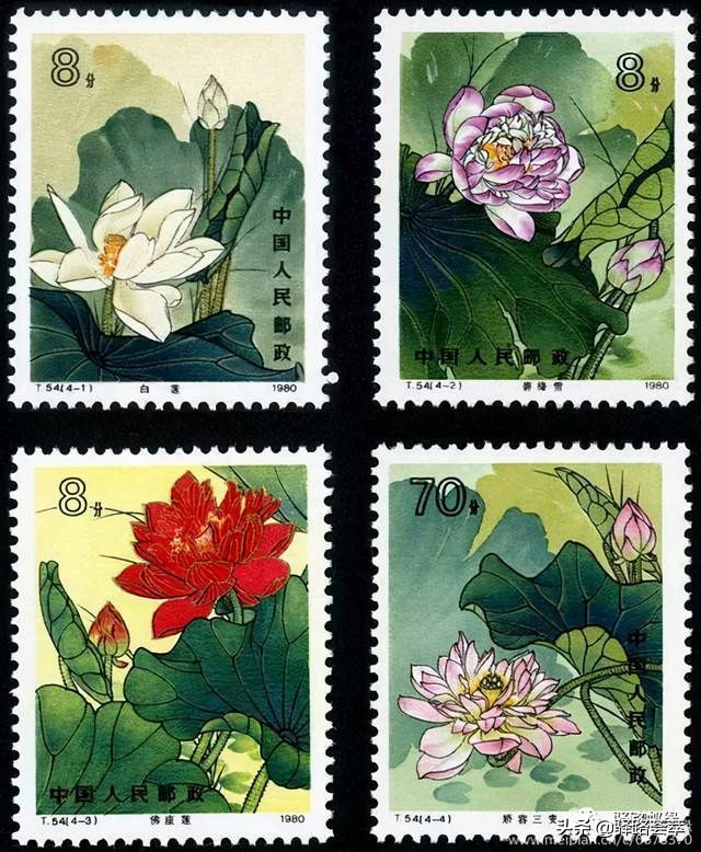 柯汝读邮：荷花T54映日荷花别样红