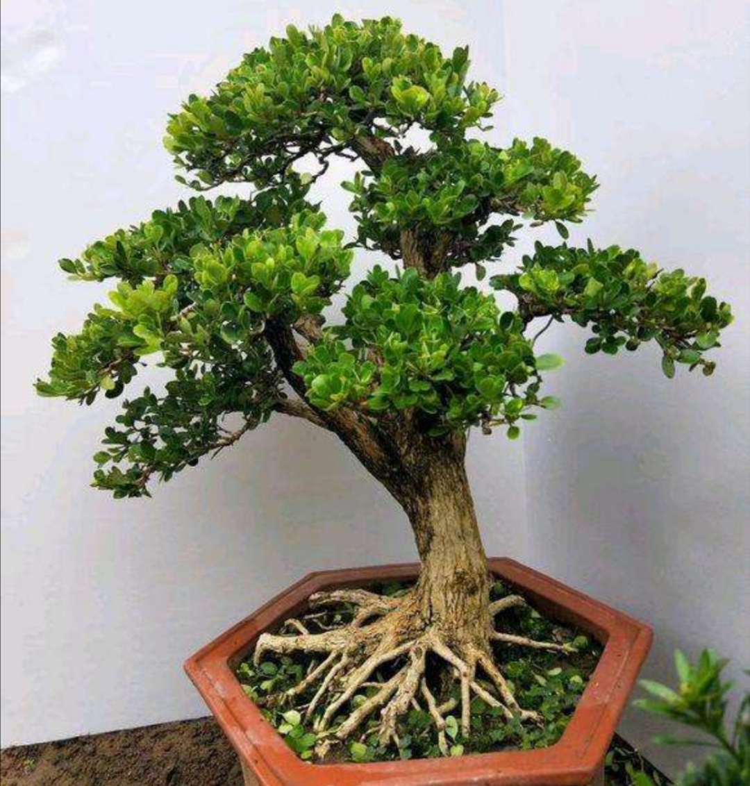 黄杨盆景6个细节造型,黄杨盆景自己怎么造型