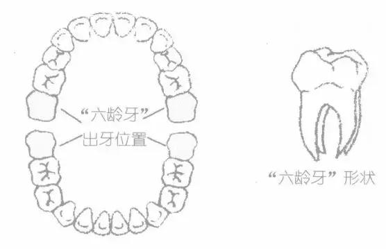 口腔治疗保险,口腔医疗责任保险