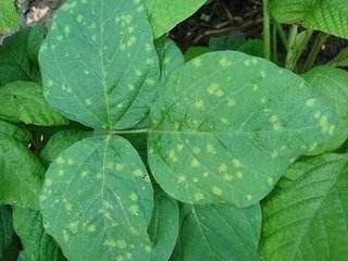 大豆苗萎蔫怎么解决,大豆枯萎怎么回事