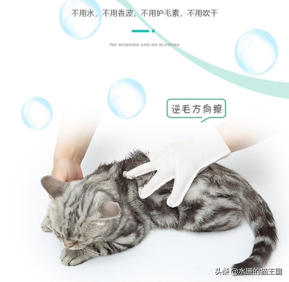 给猫洗澡怎么猫那么臭,给猫洗澡真难