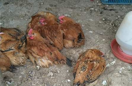 球虫久治不愈,球虫病为何难防难治出路在何方