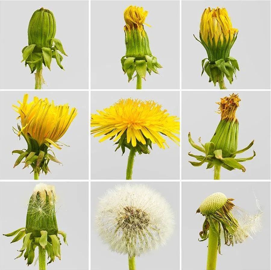 油画棒儿童画蒲公英,儿童画油画棒教程大全