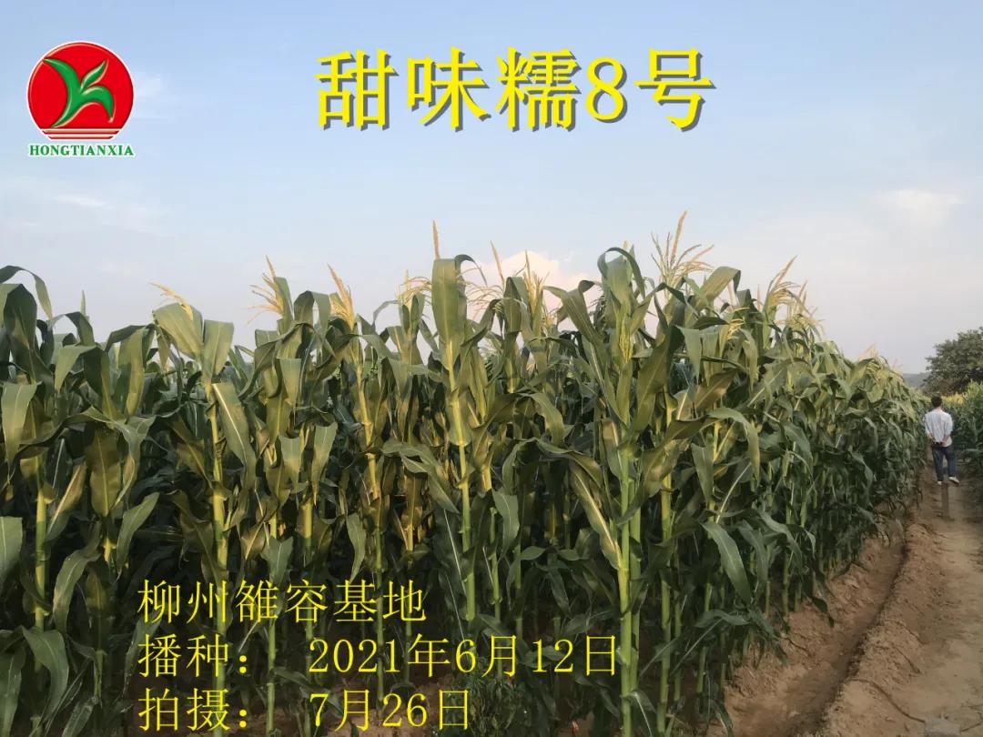 超香甜糯玉米图片,很好吃很糯的玉米