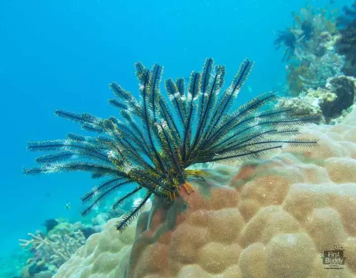 有个岛国，比美马代，比海南便宜，机票500起！