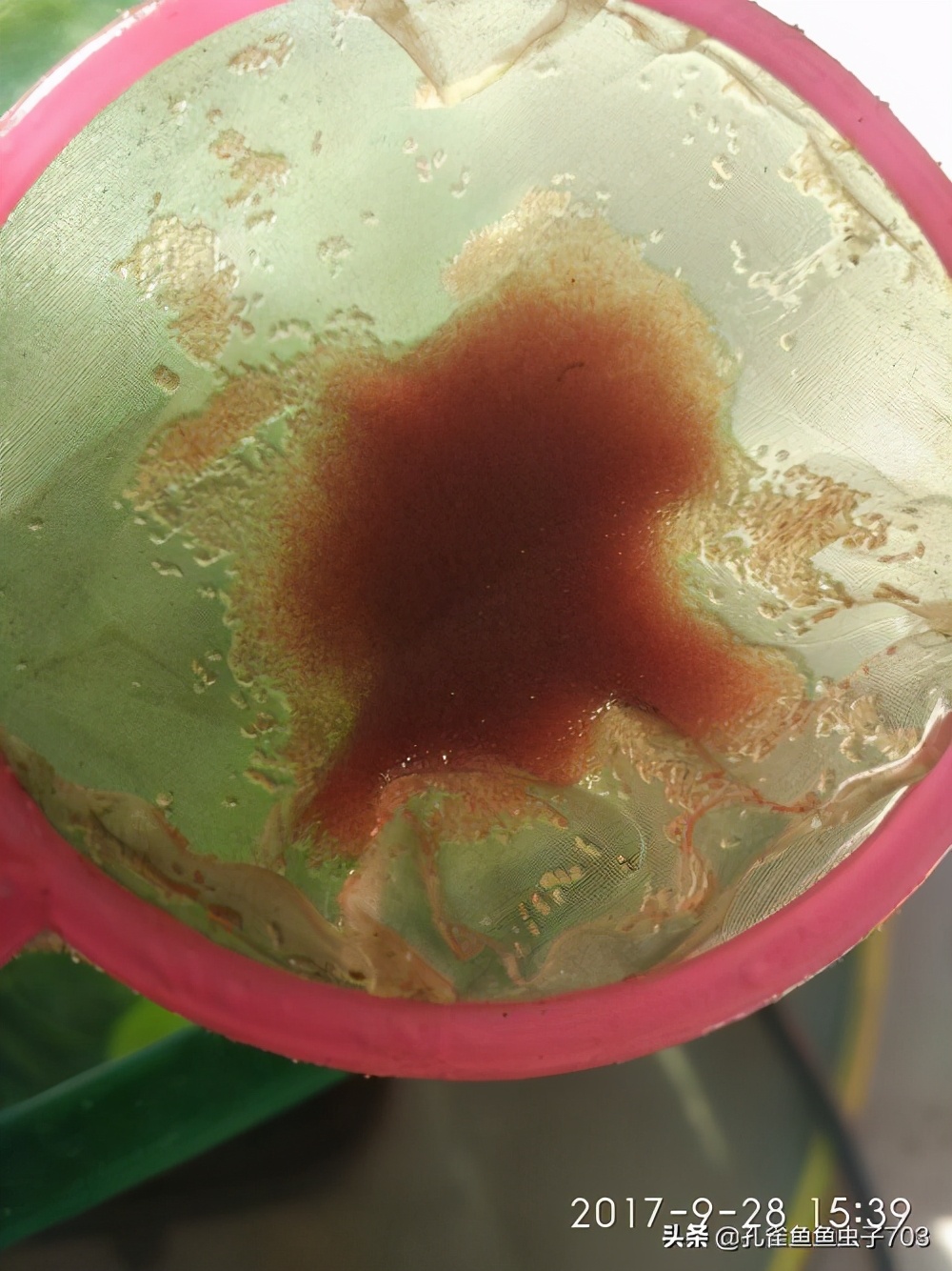 孔雀鱼冬季如何换水,冬季孔雀鱼几天喂一次