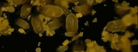 头发毛躁头屑多头皮痒怎么保养,头皮痒头屑多怎么根除