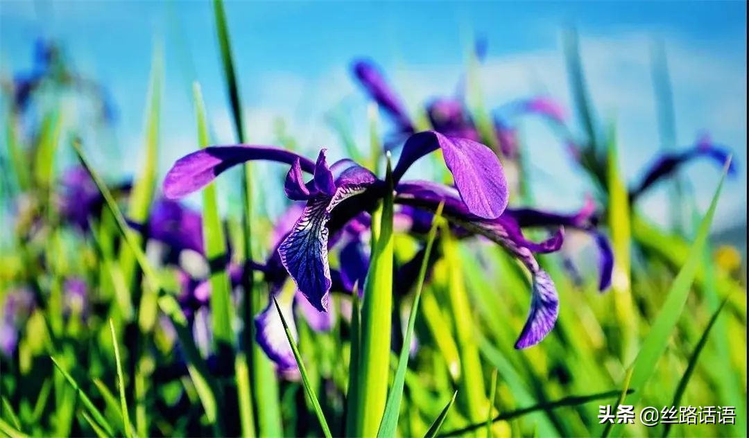 春暖花开等你来赏花,春暖花开等你来赏花原唱视频